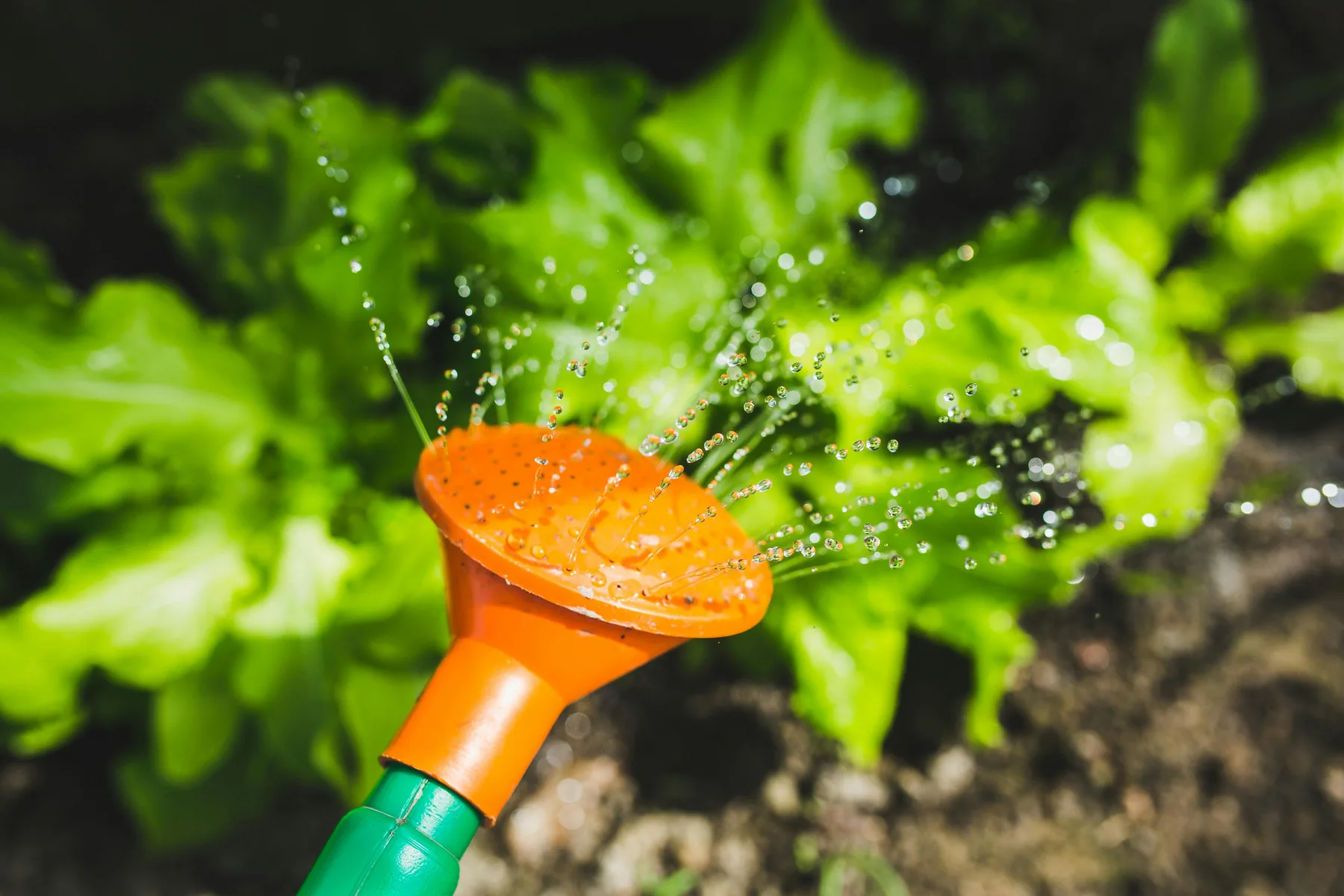 Récupérateur d’eau de pluie DIY : commencer simple avant de compliquer